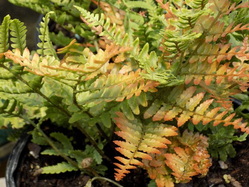 Autumn Fern