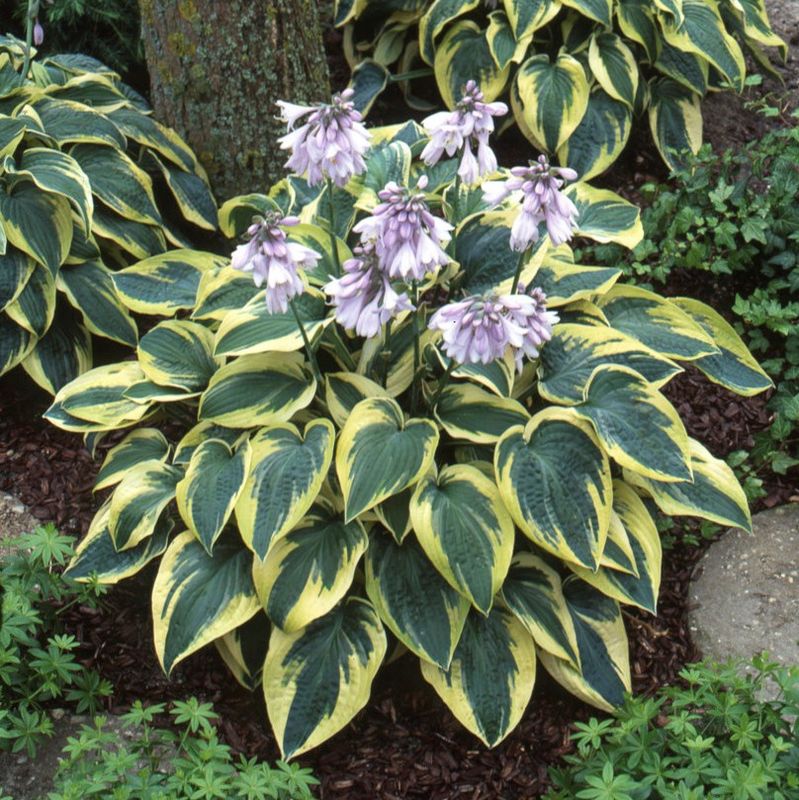 Hosta &#39;Wide Brim&#39;