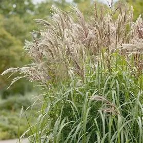 Maiden Grass ‘Gracillimus’
