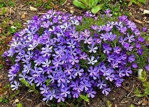 Phlox 'Violet Pinwheel'