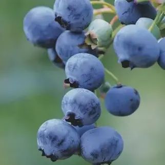Blueberry Bush &#39;Tifblue&#39;