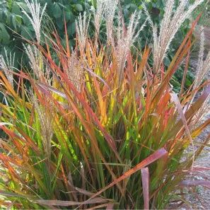 Autumn Flame Grass