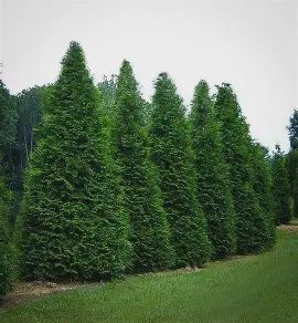 Arborvitae &#39;Green Giant&#39;