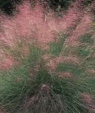 Pink Muhly Grass