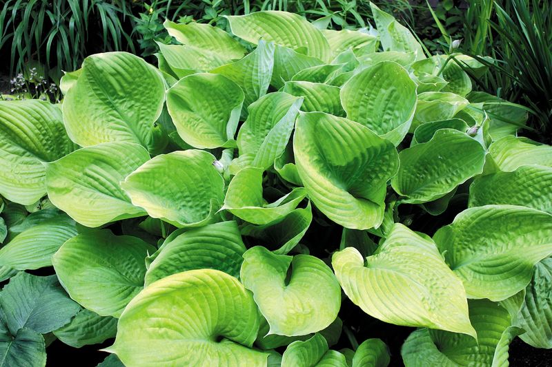 Hosta &#39;Sum and Substance&#39;