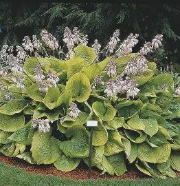 Hosta 'Sum and Substance'