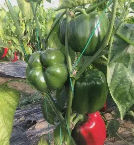 Bell Pepper 'California Wonder'