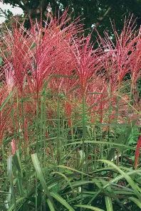 Autumn Flame Grass