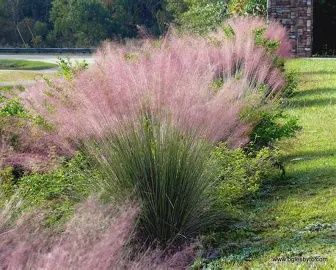 Pink Muhly Grass