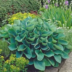 Hosta 'Elegans'