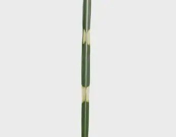 Maiden Grass 'Tiger Tail'