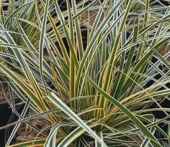 Carex &quot;Everglow Sedge&quot;