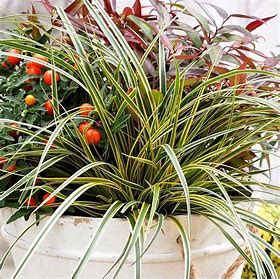 Carex "Everglow Sedge"