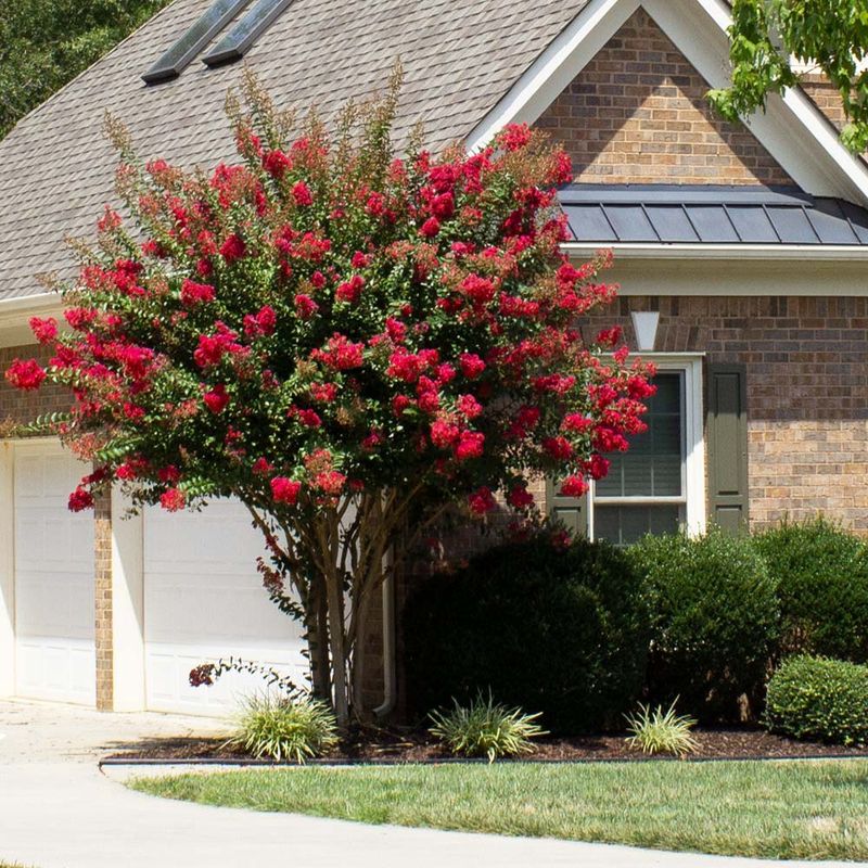 Crape Myrtle &#39;Scarlet&#39;