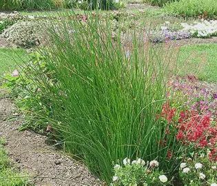 Javelin Rush Grass