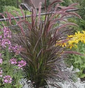 Purple Fountain Grass &#39;Rubrum&#39;