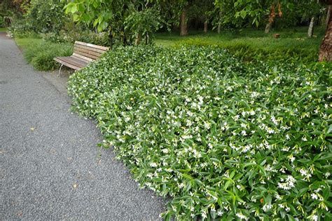 Confederate Jasmine
