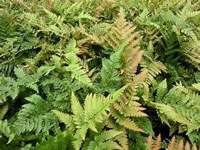 Autumn Fern