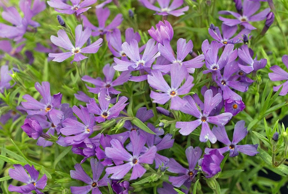 Phlox &#39;Violet Pinwheel&#39;