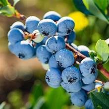 Blueberry Bush &#39;Powder Blue&#39;