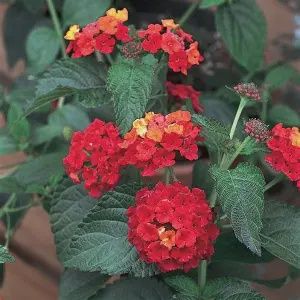 Lantana 'Red'