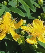 St. John’s Wort
