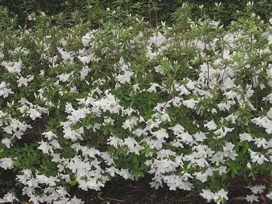 Azalea 'GG Gerbing'