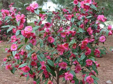 Camellia 'Kanjiro'