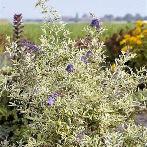 Butterfly Bush &#39;Butterfly Gold&#39;