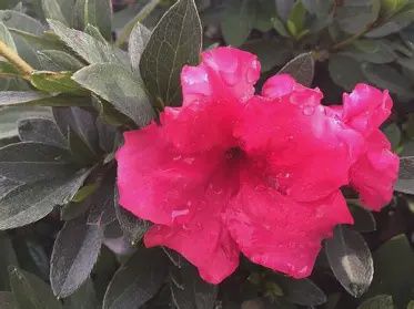 Azalea &#39;Red Ruffle&#39;