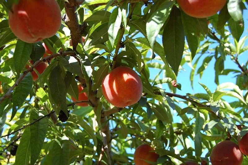 Peach Tree &#39;Belle of Georgia&#39;