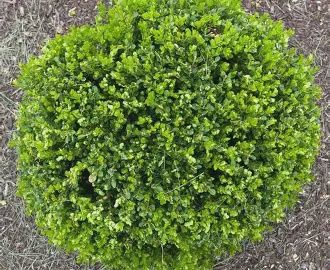Boxwood &#39;Wintergreen&#39;
