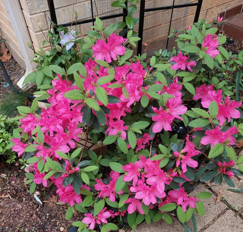 Encore Azalea &#39;Autumn Empress&#39;