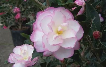 Camellia &#39;Leslie Anne&#39;