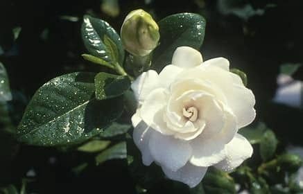Gardenia ‘August Beauty’