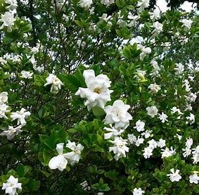 Gardenia ‘August Beauty’