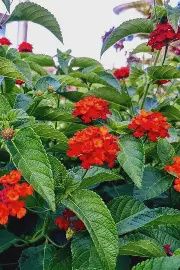 Lantana 'Red'