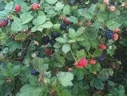 Blackberry &#39;Apache&#39;