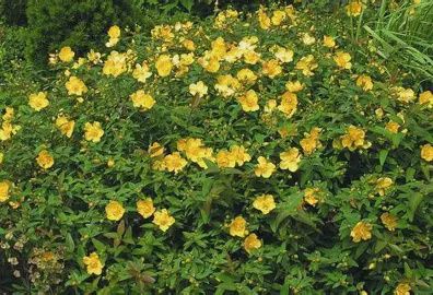 St. John’s Wort
