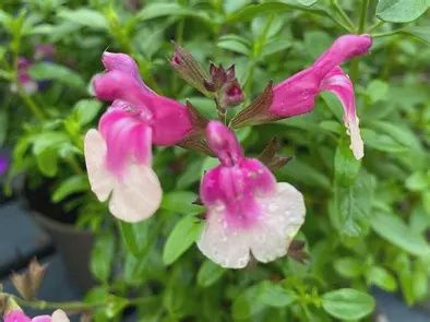 Salvia Mirage^ &#39;Rose Bi-color&#39;