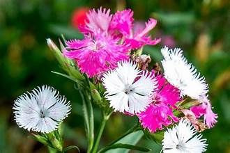 Perennial Dianthus