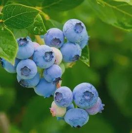 Blueberry Bush &#39;Climax&#39;