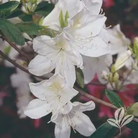 Azalea &#39;GG Gerbing&#39;