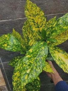 Aucuba &quot;Japanese Laurel&quot;