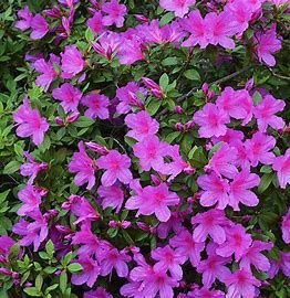 Azalea &#39;Formosa&#39;