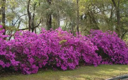 Azalea 'Formosa'