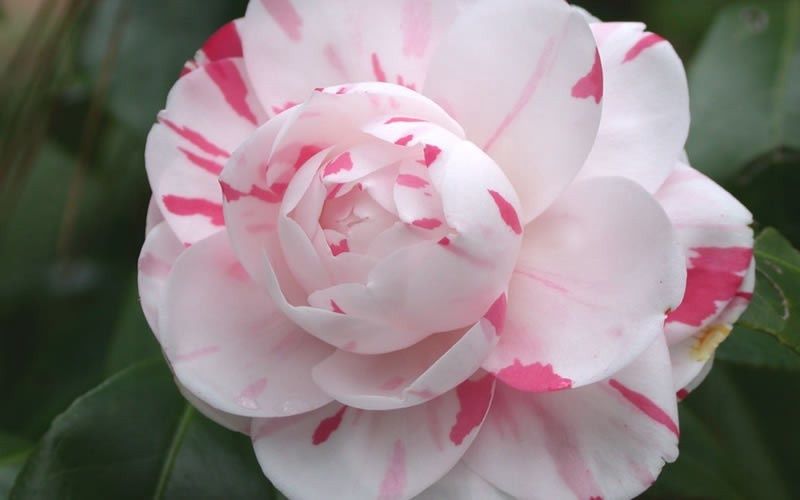 Camellia &#39;La Peppermint&#39;