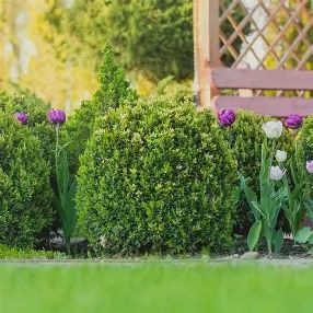 Boxwood &quot;Japanese&quot;