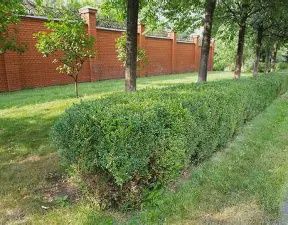 Boxwood 'Wintergreen'