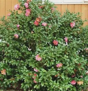 Camellia 'Marie Bracey'